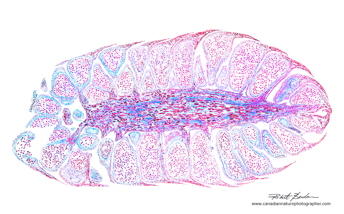 Cross section of a male pine comb from a prepared slide 20X by Dr. Robert Berdan ©