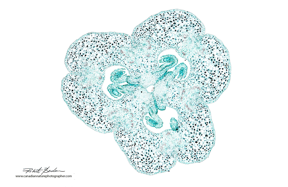 Lilium Brown ovary section from a prepared microscope slide, Bright-field microscopy 50X by Dr. Robert Berdan ©