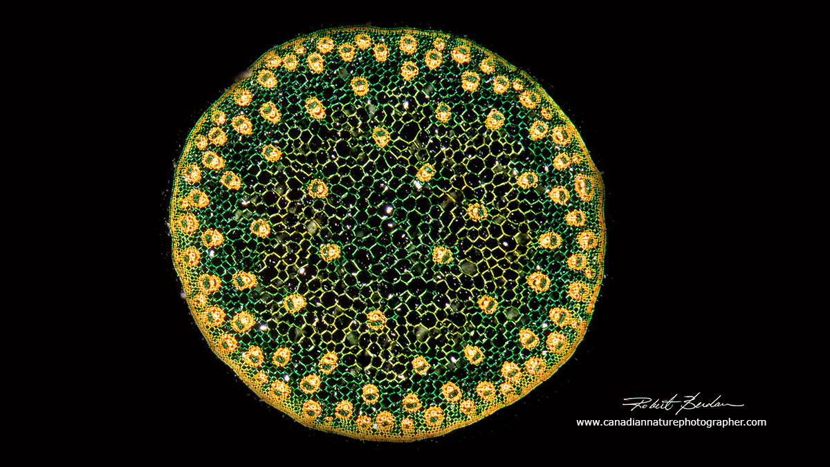 Monocot cross section viewed by Darkfield microscopy by Dr. Robert Berdan ©