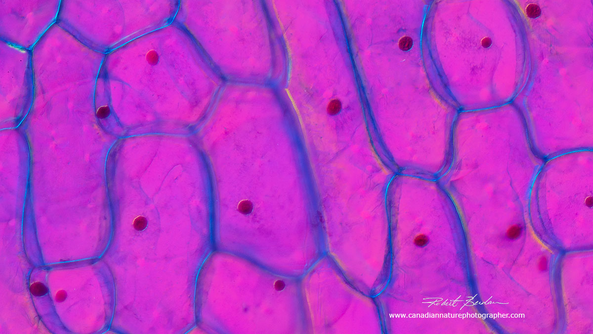 Onion skin viewed by DIC microscopy Dr. Robert Berdan ©