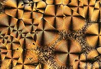 Vitamin C crystals panorama by polarized light microscopy by Robert Berdan ©