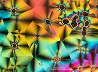 Vitamin C crystals panorama by polarized light microscopy by Robert Berdan ©