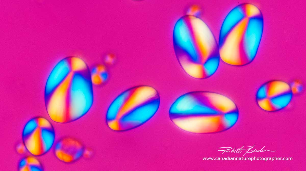 Potato starch grains in polarized light with an added full waveplate  - abstract art by Robert Berdan ©