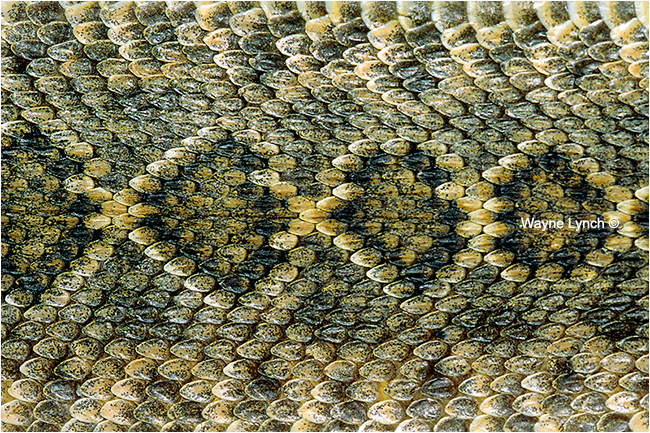 Western Diamondback Rattlesnake  by Dr. Wayne Lynch ©
