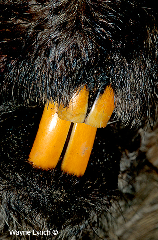 American Beaver Closeup by Dr. Wayne Lynch 