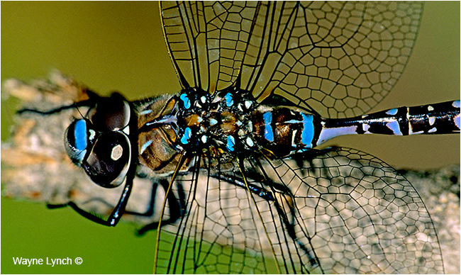 Dragonfly from SUV Grill  by Dr. Wayne Lynch ©