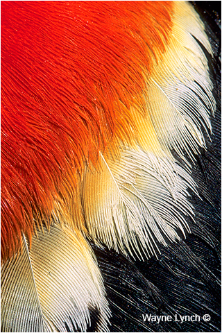 Red-Winged Blackbird Wing Plumage by Dr. Wayne Lynch ©