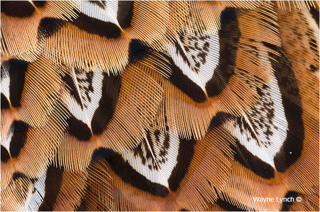 Ring Necked Pheasant closeup by Dr. Wayne Lynch ©
