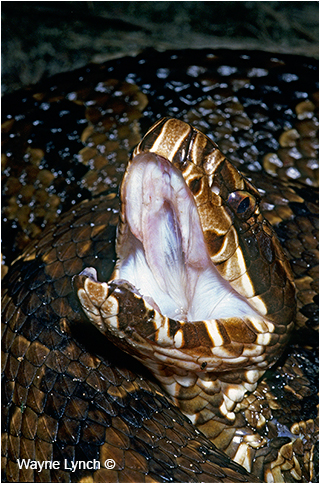 Road-killed Venomous Cottonmouth by Dr. Wayne Lynch ©