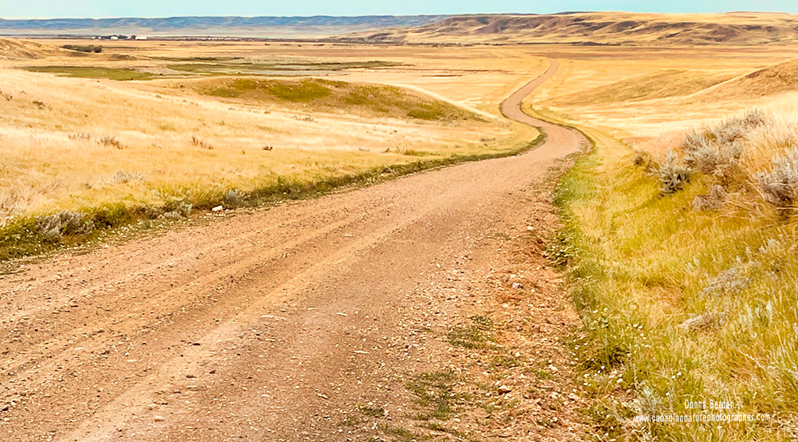 Grasslands National Park Saskatchewan Donna Berdan ©