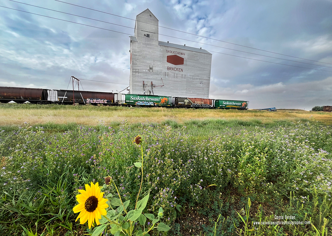 Bracken Saskatchewan by Donna ©