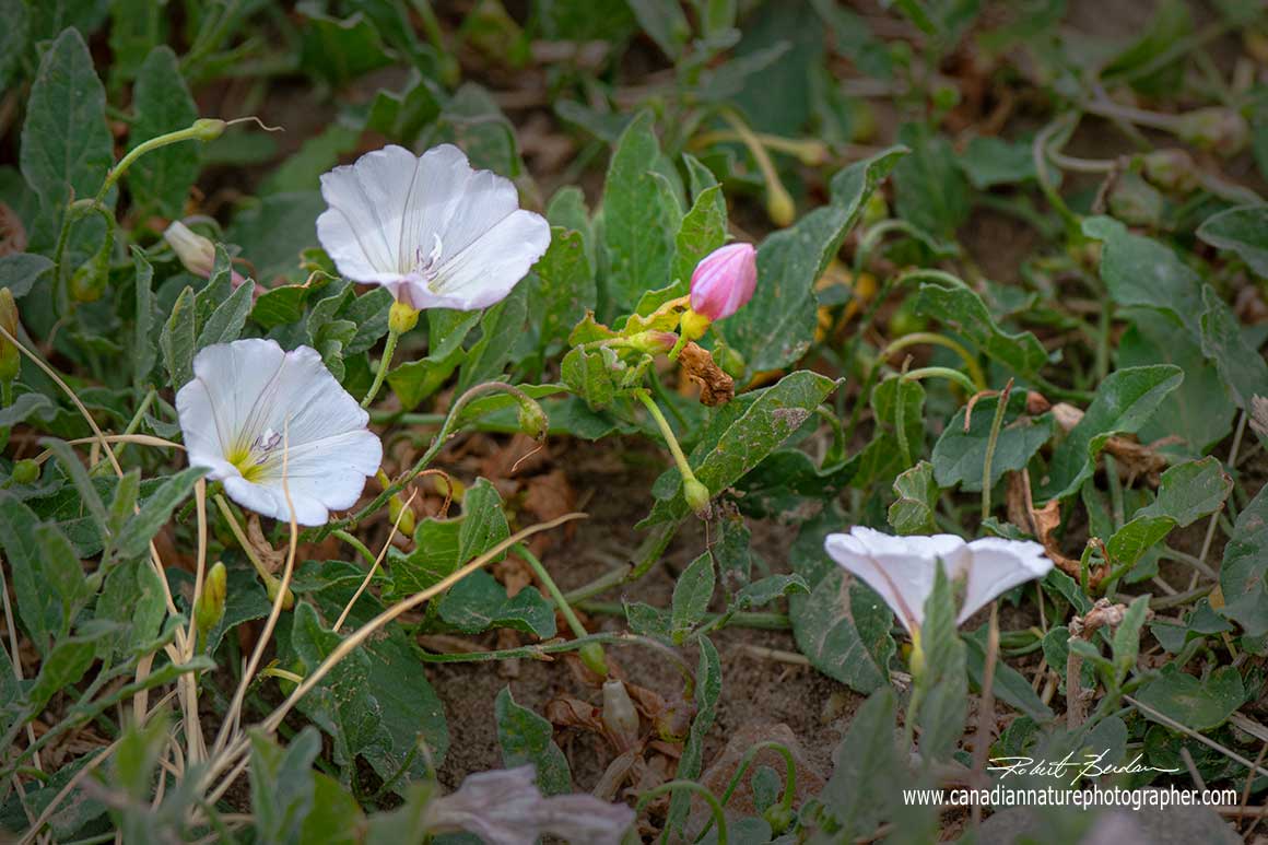 Convolvulus is a genus of about 200 to 250 species of flowering plants in the bindweed family by Robert Berdan ©