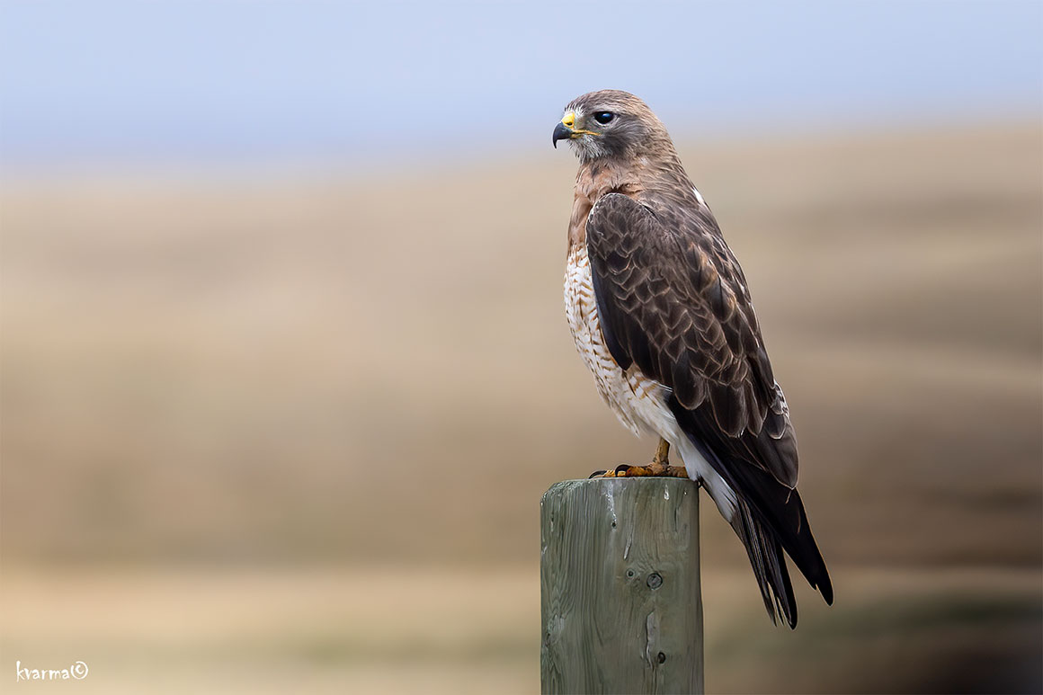 Swainson's hawk (Buteo swainsoni) photo by Kamal Varma