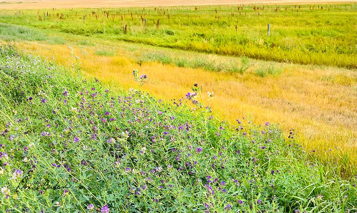 Shades of grass by Donna Berdan ©