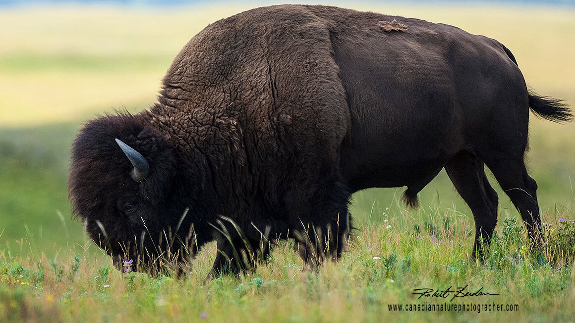 Bison from the west side of the park photographed in previous years by Robert Berdan Plains Bison ©