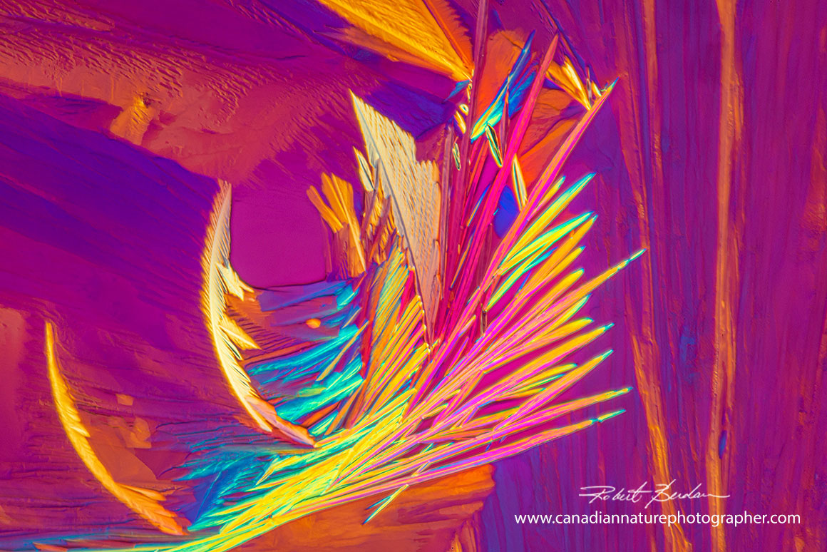 Rose wine crystals by polarized light microscopy 100X by Robert Berdan ©