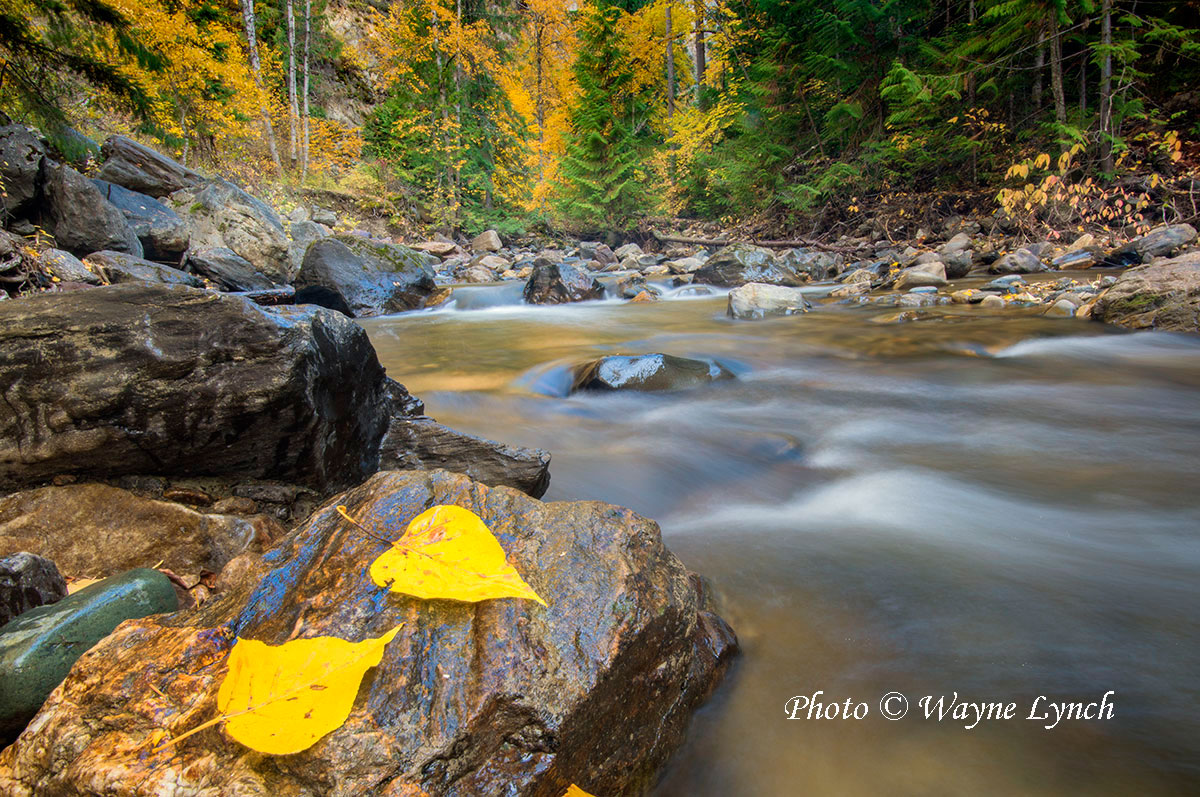 Chase creek surrounded by autumn foliage by Dr. Wayne Lynch ©