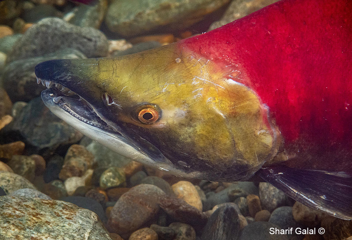 Closeup of Male Sockeye Salmon showing head markings  by Sharif Galal ©