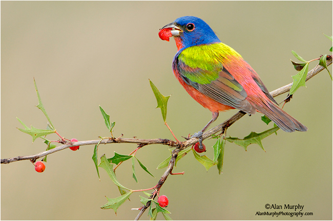 Painted Bunting by Alan Murphy ©