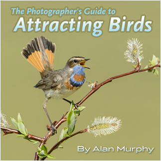 Photographers guide to attracting birds by Alan Murphy ©