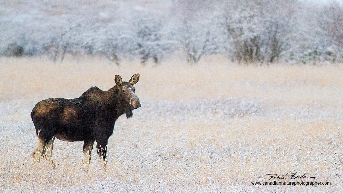 Moose next the road from Longview into Kananaskis Provincial Park Robert Berdan ©