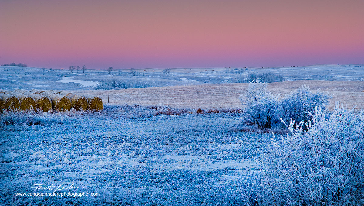 Fields next to Bearspaw road before sunrise with hoar frost covering the fields and trees Robert Berdan ©