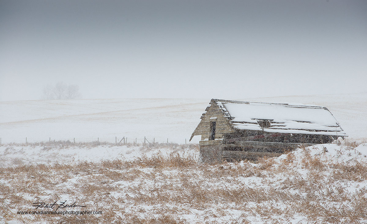 wintery landscape of the prairies Robert Berdan ©