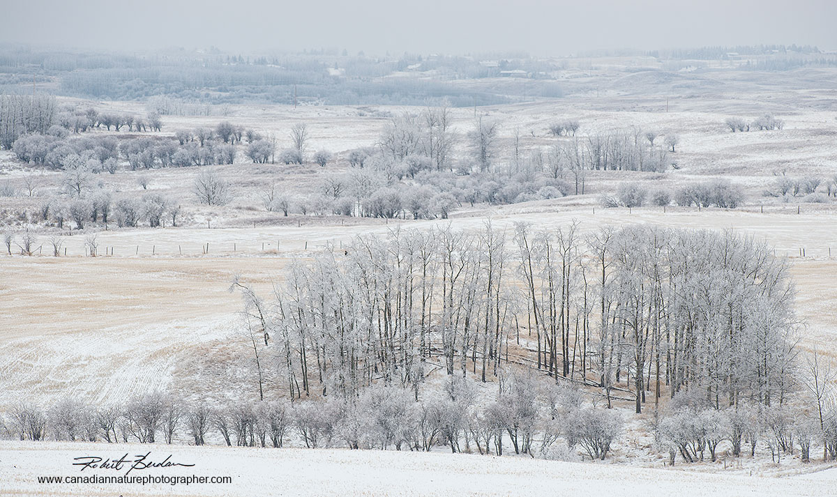 scene from Bearspaw road in winter Robert Berdan ©