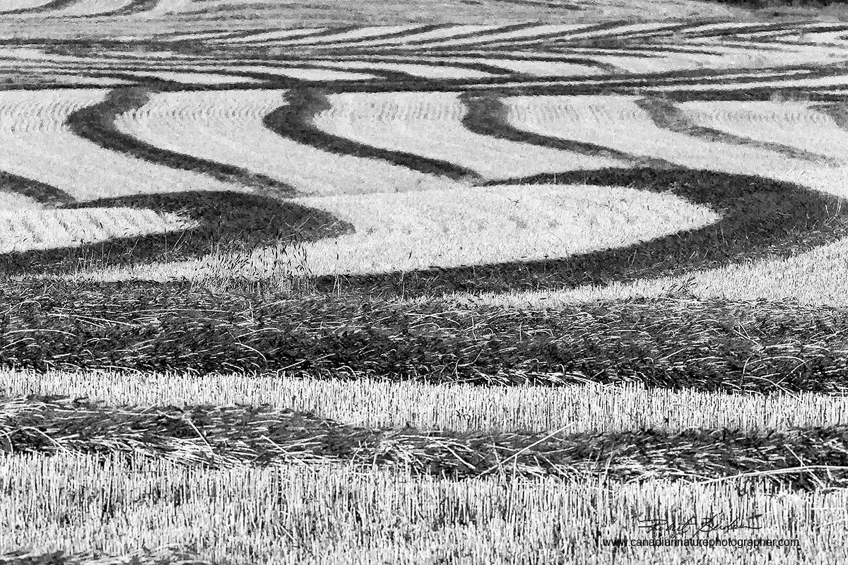 Hay field in winter black and white photo Robert Berdan ©