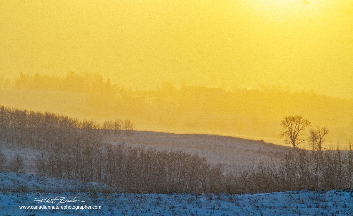 Winter scene in late afternoon North Calgary Robert Berdan ©