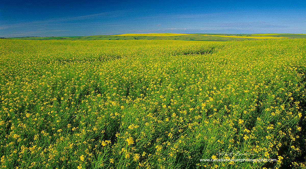 Canola field east of Calgary, Alberta Robert Berdan ©