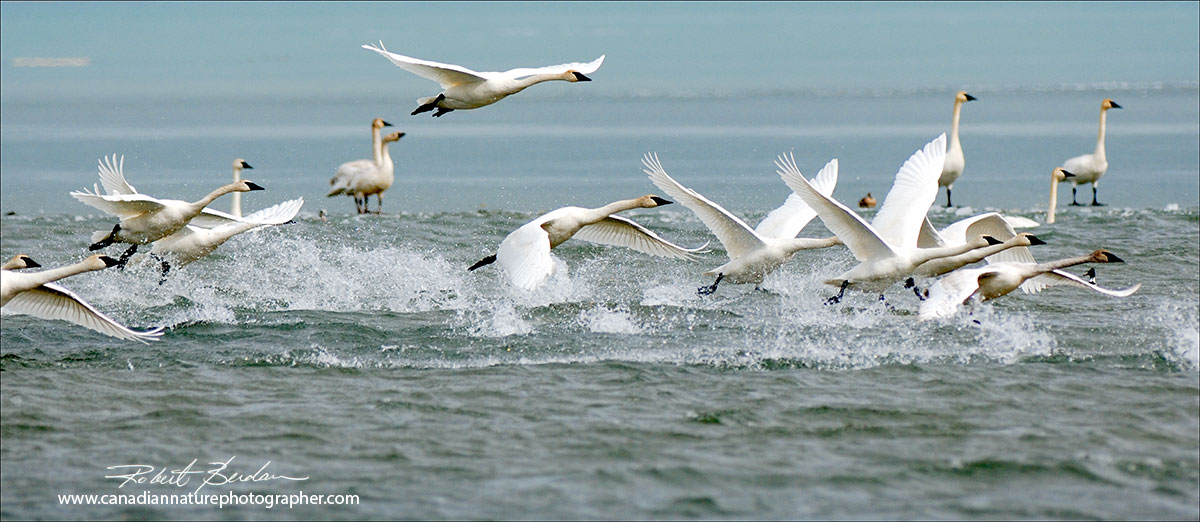 Tundra Swans on the Bow resevoir in mid March Robert Berdan ©