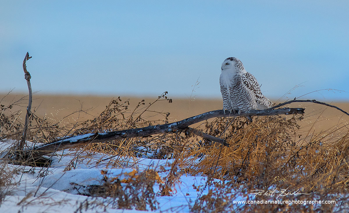 Female snowy owl on the prairies east of Calgary Robert Berdan ©
