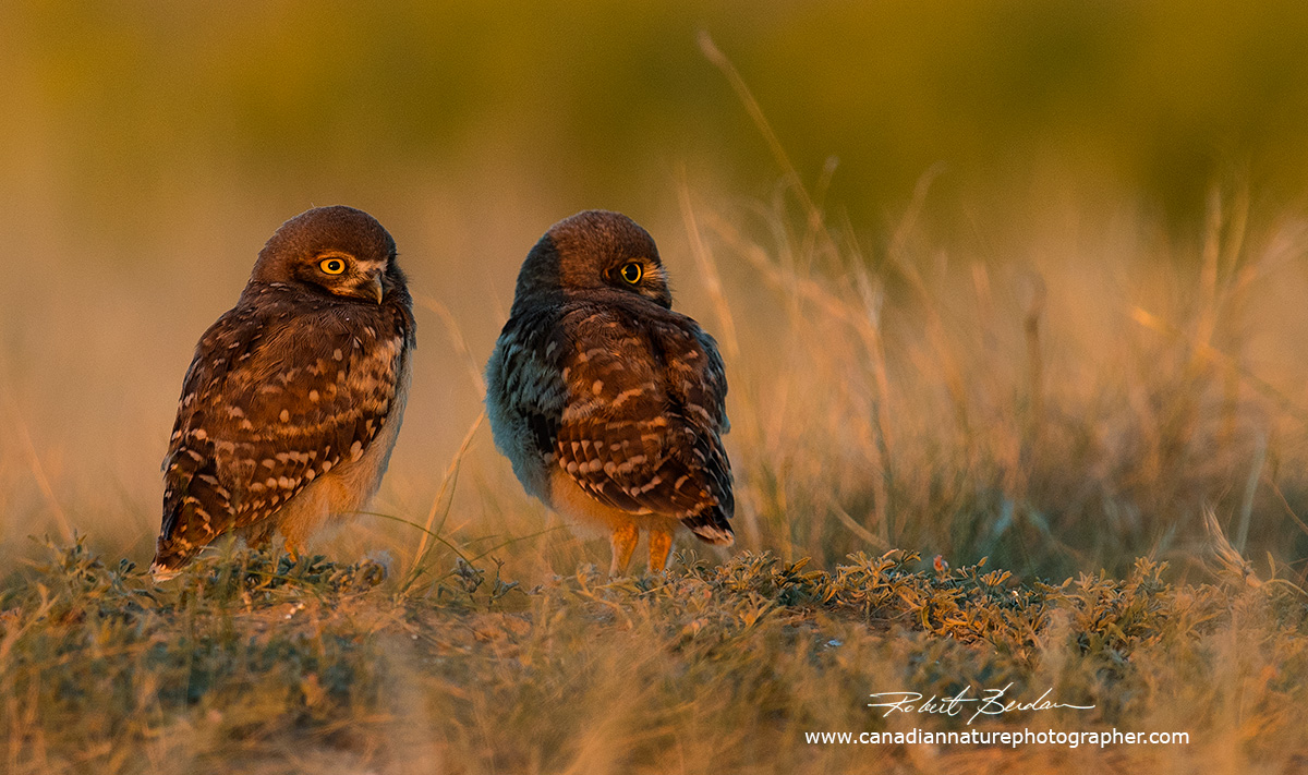 Young Burrowing owls near Brooks, AB Robert Berdan ©