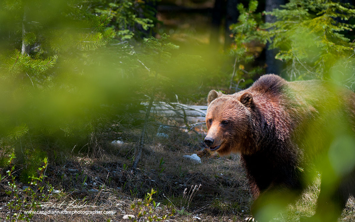 Grizzly bear Robert Berdan ©