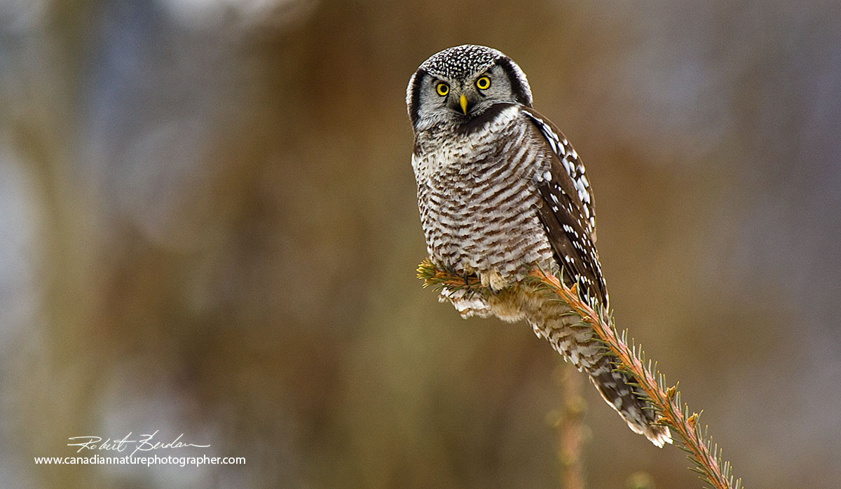 Northern Hawk Owl Robert Berdan ©