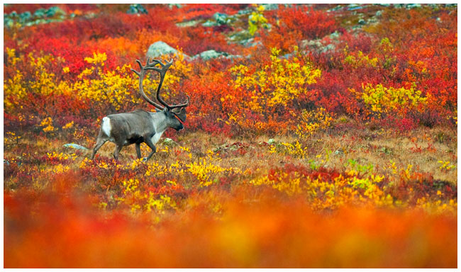 Barrens land caribou on the tundra by Robert Berdan ©