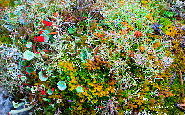Lichen and moss on the tundra by Robert Berdan ©