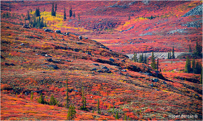Rolling hills of the tundra by Robert Berdan ©