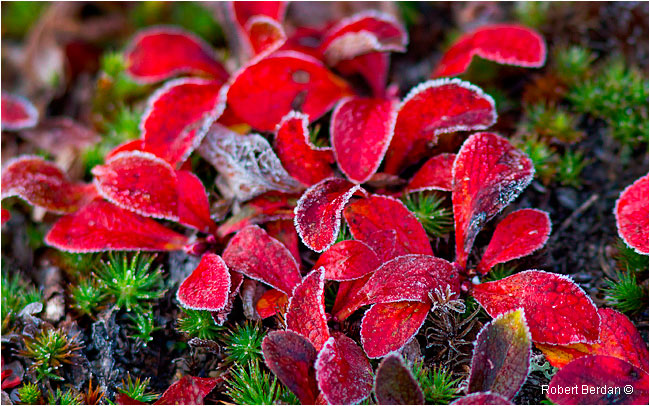 Red Bear berry leaves covered in frost by Robert Berdan ©