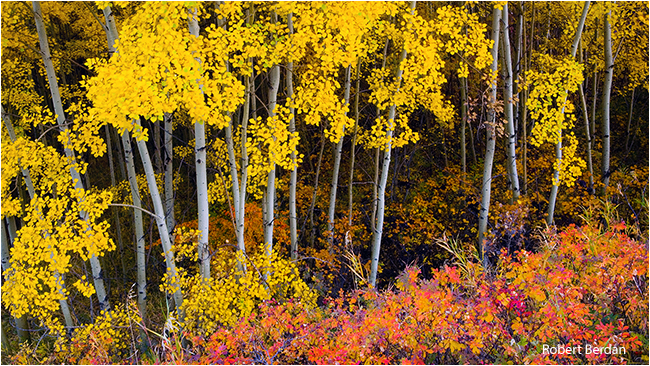 Aspens in autumn near Boundry Ranch in Kananaskis by Robert Berdan 