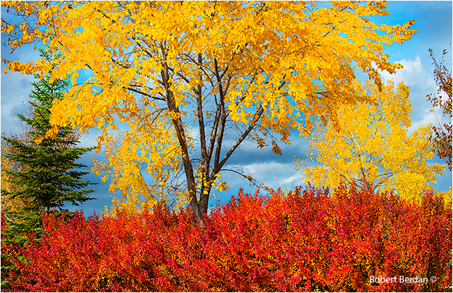Colourful trees in Autumn in Silver Springs Calgary by Robert Berdan ©