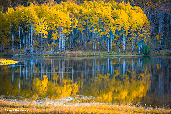 Aspens reflected in pond by Robert Berdan ©