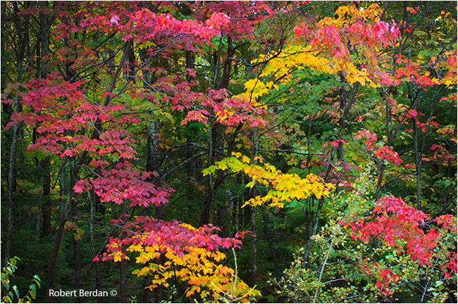 Colourful maple leaves from Ontario by Robert Berdan ©