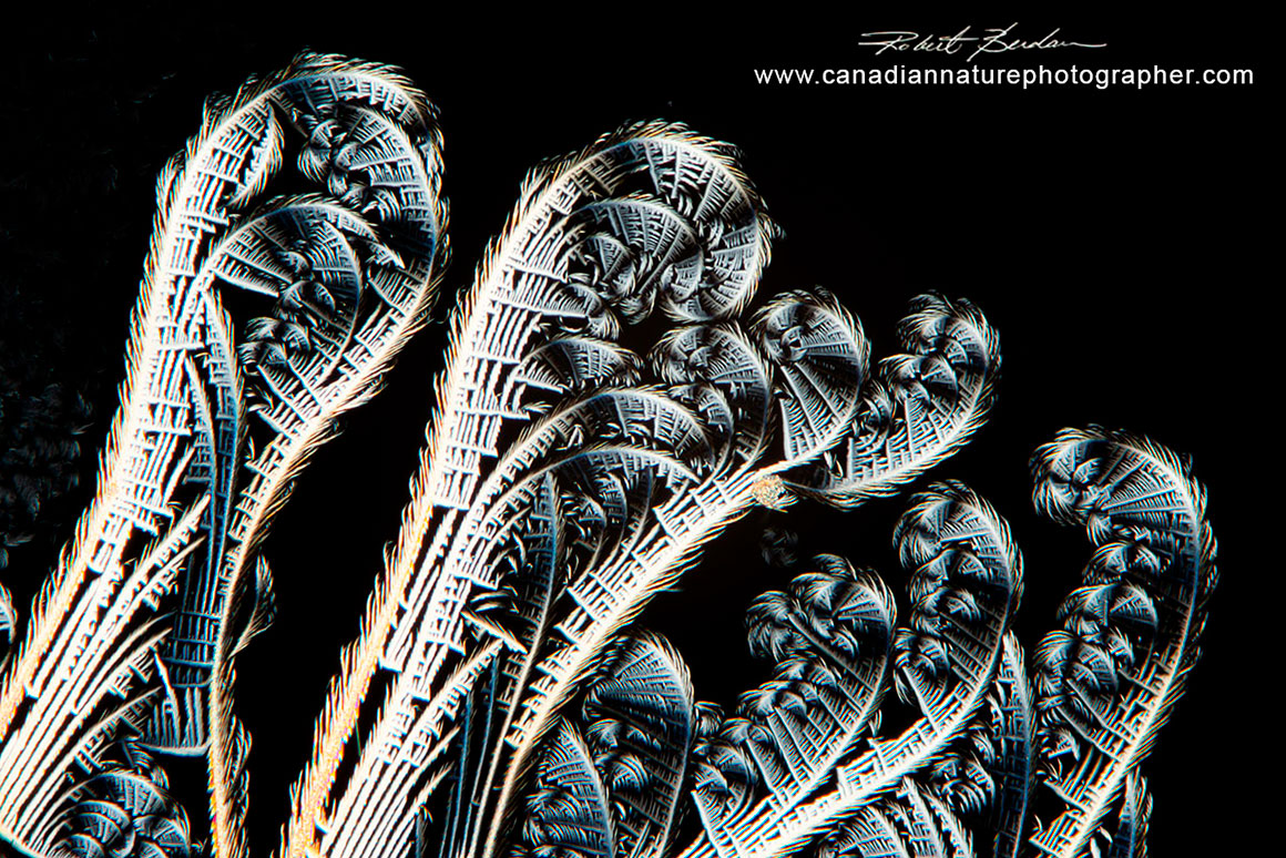 ABE calluse remover produce fern like crystals by Robert Berdan 