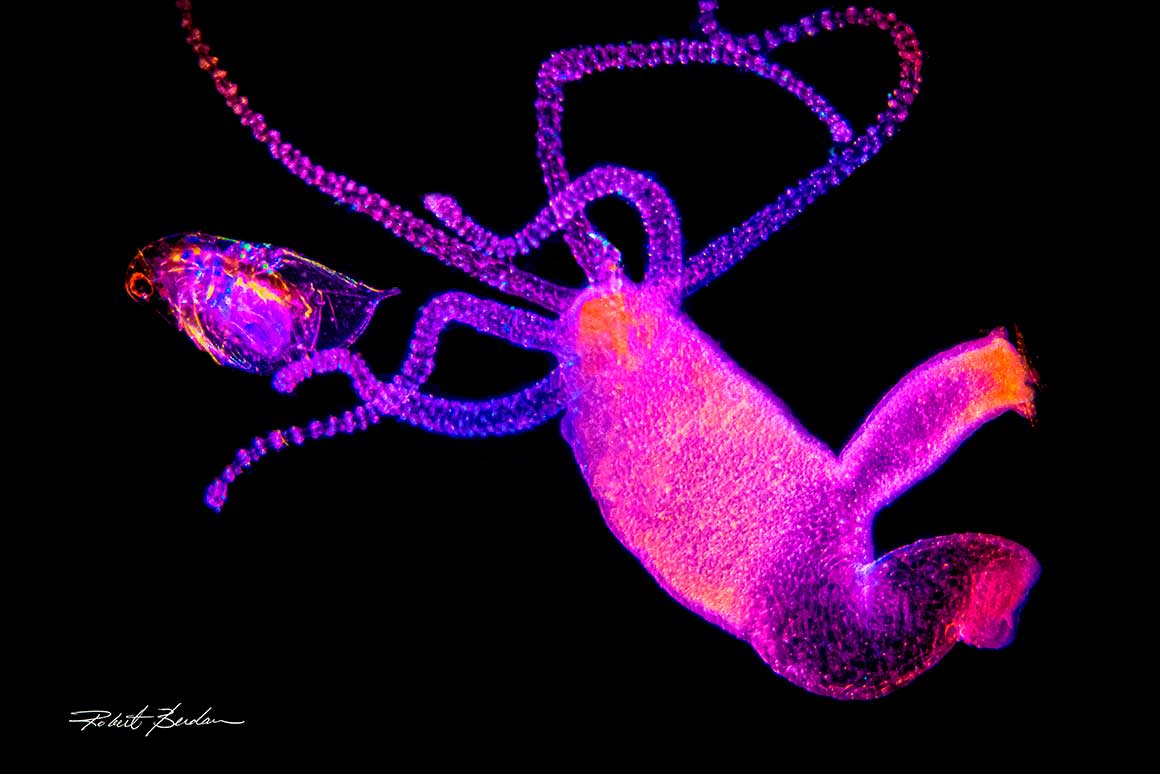 Hydra is a multicellular approx. 100,000 cell