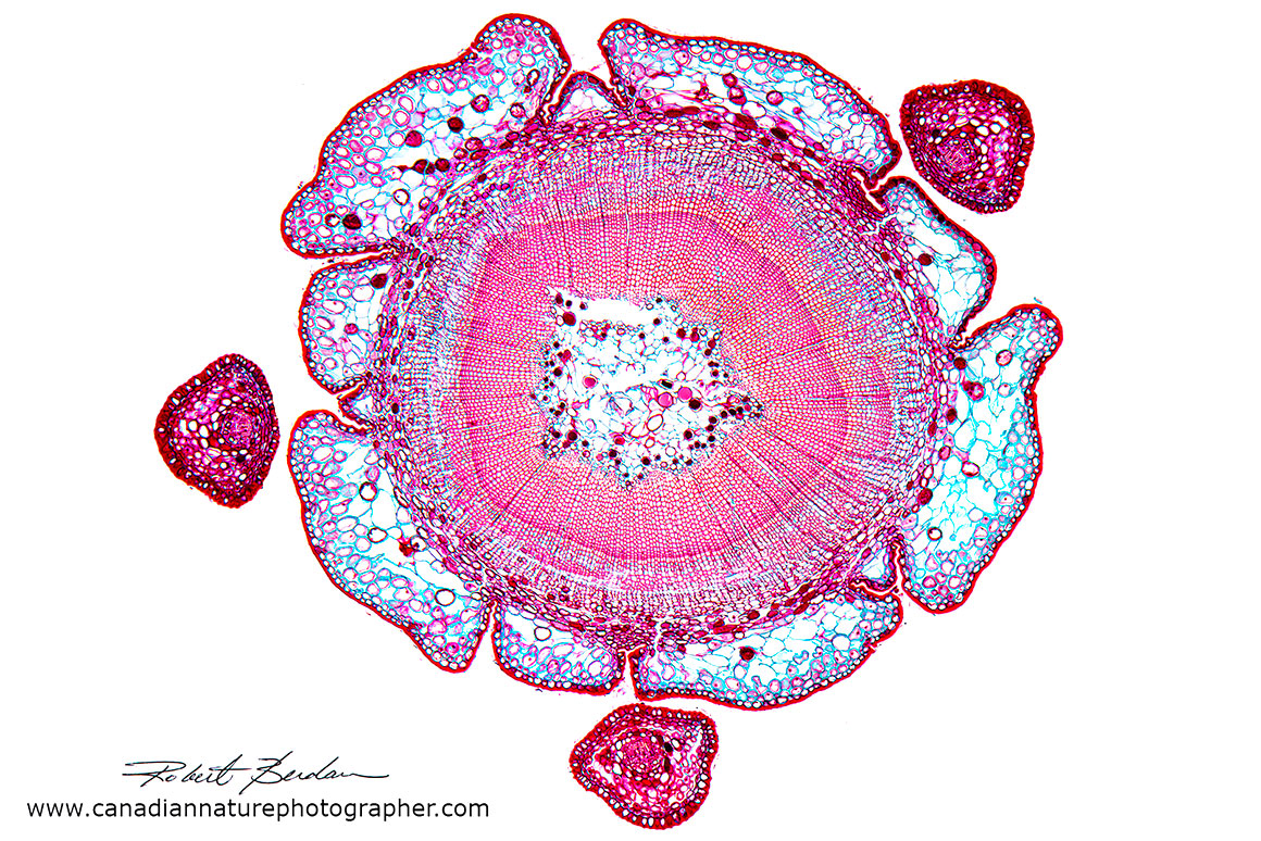 Taxus canadensis stem cross section by Robert Berdan