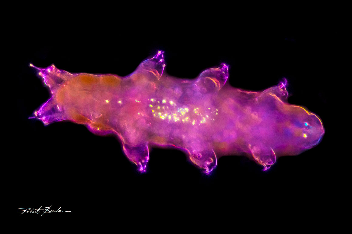 Live Tardigrade by Robet Berdan 