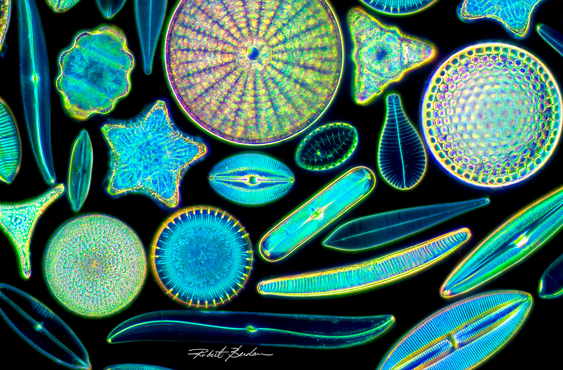 Diaom shells magnified 200X with a light microscope using dark-field illumination by Robert C. Berdan 