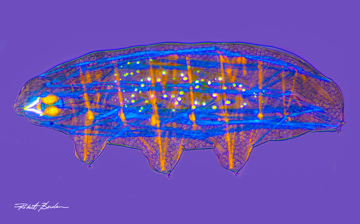 Tardigrade by polarized ligh micoscoy by Robert Berdan 